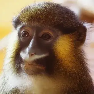 Blaumaulmeerkatze im Tierpark Hellabrunn Blaumaulmeerkatze im Tierpark Hellabrunn