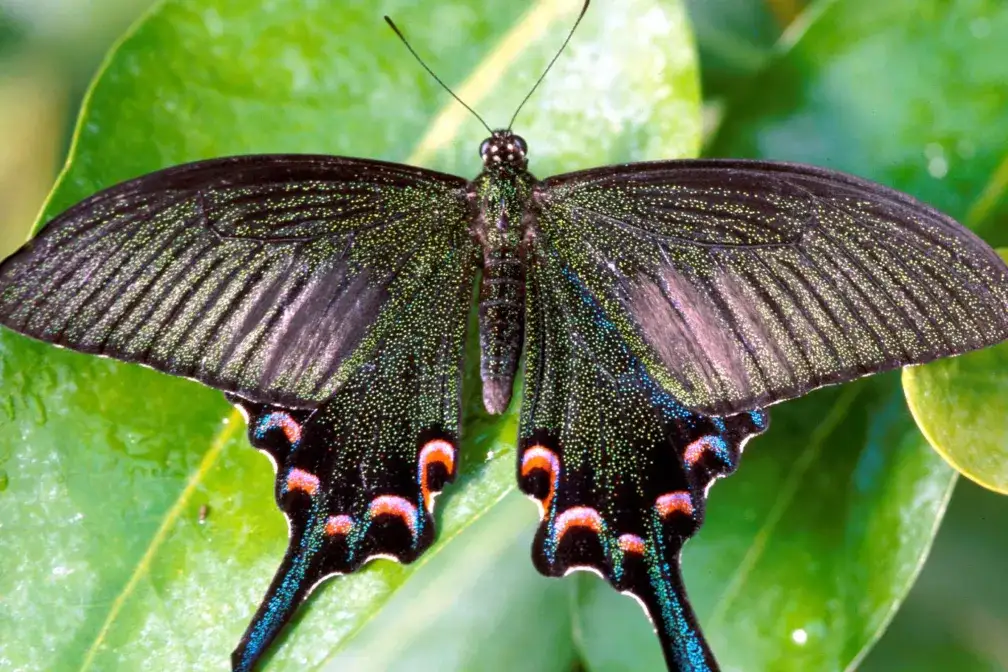 Tropische Schmetterlinge: Ausstellung im Botanischen Garten - muenchen.de