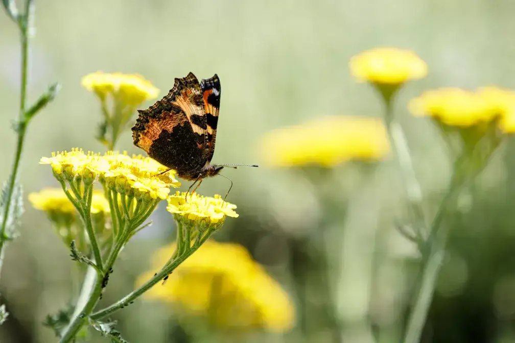 Botanischer Garten München