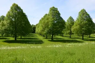 Grüne Wiesen auf dem Neuen Südfriedhof