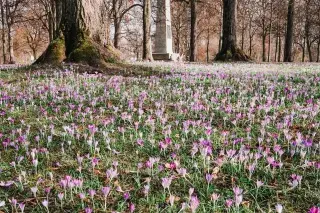 Krokusse im Luitpoldpark