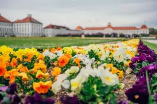 12052021_nymphenburg-blumen1_anettegoettlicher Blumen vor Schloss Nymphenburg