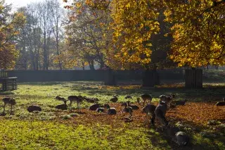 Rehe im Münchner Hirschgarten im Herbst