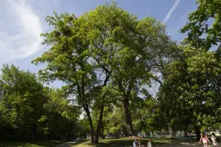 Maßmannpark in der Maxvorstadt