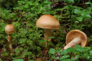 Ein geschmückter Gürtelfuß Pilz auf dem Waldboden. Ein geschmückter Gürtelfuß Pilz auf dem Waldboden.
