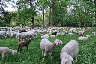 Schafe grasen im Nordteil des Englischen Gartens Schafe grasen im Nordteil des Englischen Gartens