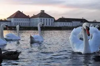 Schwäne vor dem Nymphenburger Schloss Schwäne vor dem Nymphenburger Schloss