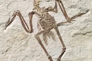 Fossil des Monats im Paläontologischen Museum Fossil des Monats im Paläontologischen Museum