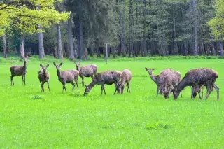 Rotwild am Ebersberger Forst