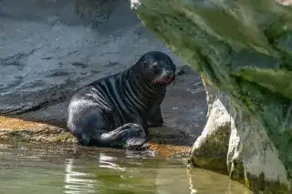 Vaiana heißt das neue Mähnenrobbenbaby in der Polarwelt Vaiana heißt das neue Mähnenrobbenbaby in der Polarwelt