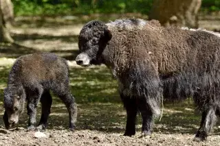Tiernachwuchs in Hellabrunn Tiernachwuchs in Hellabrunn