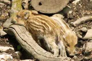 Wildschwein Frischlinge im Walderlebniszentrum Grünwald