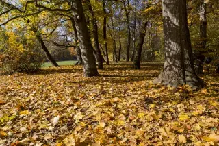 Bavariapark im Herbst