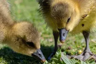 Enten im Englischen Garten: Kücken picken im Gras Enten im Englischen Garten: Kücken picken im Gras