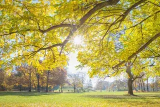 Englischer Garten im Herbst