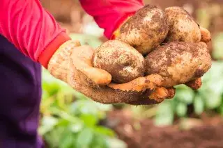 Kartoffeln in der Hand nach Ernte im Freiluftsupermarkt