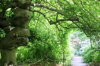 Idyllischer Weg mit schönem Baum im Botanischen Garten. Idyllischer Weg mit schönem Baum im Botanischen Garten.