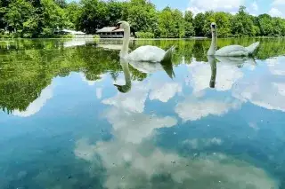 Schwäne auf dem Hinterbrühler See. Schwäne auf dem Hinterbrühler See.