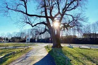 Röth-Linde in Nederling