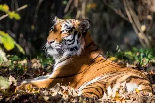 Sibirischer Tiger im Tierpark Hellabrunn im Herbst