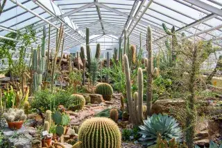 Kakteen im Botanischen Garten Kakteen im Botanischen Garten