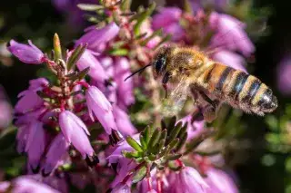 Biene im Botanischen Garten