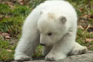 Eisbär im Tierpark Hellabrunn