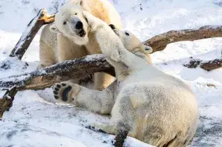 Eisbären im Tierpark Hellabrunn spielen im Schnee