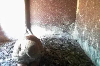 Ein Falke brütet im Nistkasten des Städtischen Hochhauses Ein Falke brütet im Nistkasten des Städtischen Hochhauses
