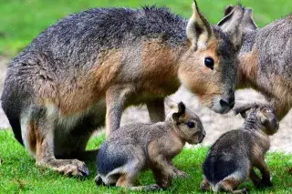 Marababy in Hellabrunn