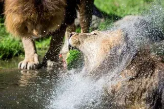Löwe frisst Melone im Tierpark Hellabrunn Löwe frisst Melone im Tierpark Hellabrunn