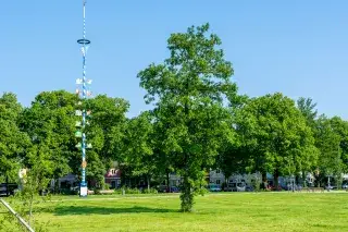 Maibaum auf dem Luise-Kiesselbach-Platz