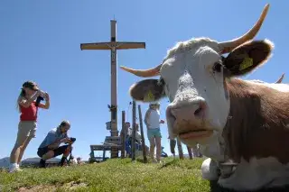 Eine Kuh liegt in der Nähe des Gipfelkreuzes auf einem Berg Eine Kuh liegt in der Nähe des Gipfelkreuzes auf einem Berg