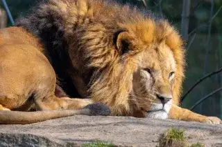 Ein Löwe im Tierpark Hellabrunn