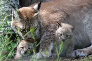 Luchs-Nachwuchs im Tierpark Hellabrunn