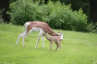 Mhorrgazelle mit Jungtier im Tierpark Hellabrunn Mhorrgazelle mit Jungtier im Tierpark Hellabrunn
