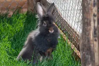 Genter Bartkaninchen