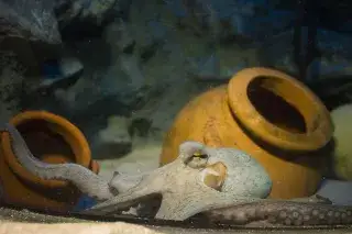 Ein Oktopus im Sea Life Ein Oktopus im Sea Life