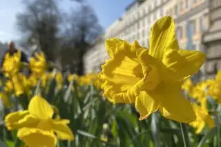 Osterglocken im Frühling