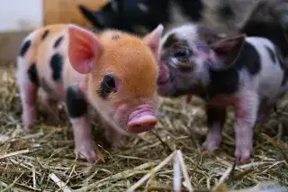 Nachwuchs bei den Kunekune-Schweinen im Tierpark Hellabrunn Nachwuchs bei den Kunekune-Schweinen im Tierpark Hellabrunn