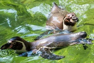 Pinguine schwimmen im Wasser