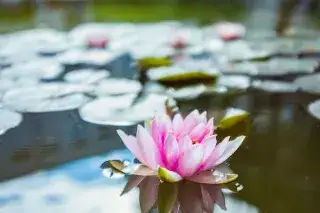 Seerose im Teich der Städtischen Franz-Auweck-Abendschule Seerose im Teich der Städtischen Franz-Auweck-Abendschule