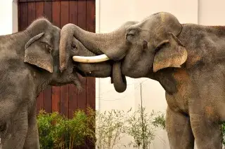 Elefanten im Tierpark Hellabrunn