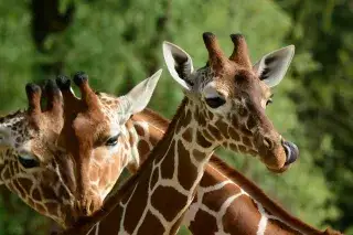 Giraffe im Tierpark Hellabrunn Giraffe im Tierpark Hellabrunn