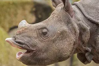 Nashorn im Tierpark Hellabrunn Nashorn im Tierpark Hellabrunn