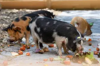 Kunekune Schweine im Tierpark Hellabrunn Kunekune Schweine im Tierpark Hellabrunn