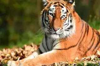 Tiger im Tierpark Hellabrunn