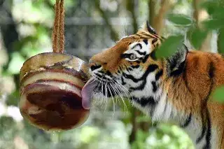 Ein Tiger im Tierpark Hellabrunn