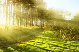 20210521_Todesfall_Bestattung_Pixabay Sonne scheint durch die Bäume