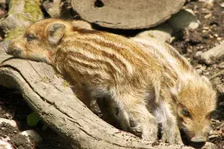 Süße Frischlinge erkunden das Walderlebniszentrum Gründwald Süße Frischlinge erkunden das Walderlebniszentrum Gründwald